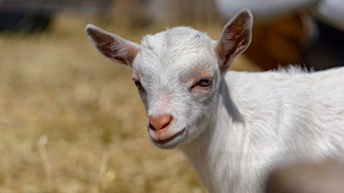 Close-up portrait of a goat