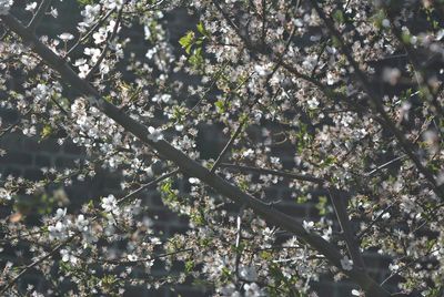 Low angle view of cherry blossoms in spring