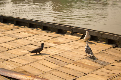 High angle view of bird on pier over lake