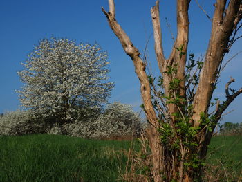 Tree on field against clear sky