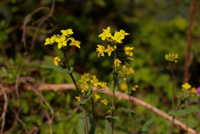 Close-up of yellow flowering plant on field