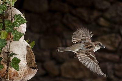 Close-up of bird flying