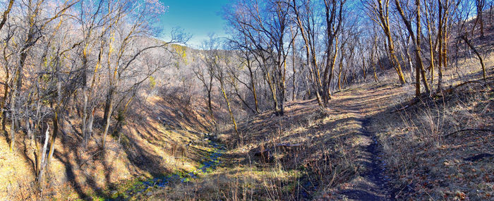 View of bare trees in forest