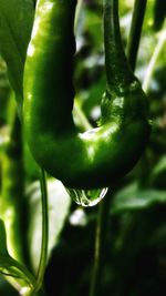 Close-up of green plant