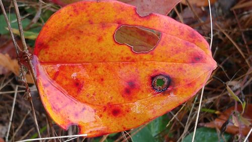 Close-up of autumn leaf