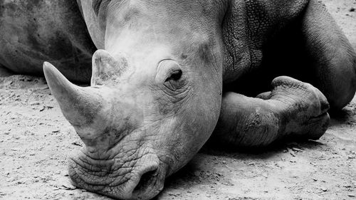 Close-up of rhinoceros