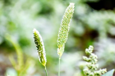 Close-up of plant against blurred background