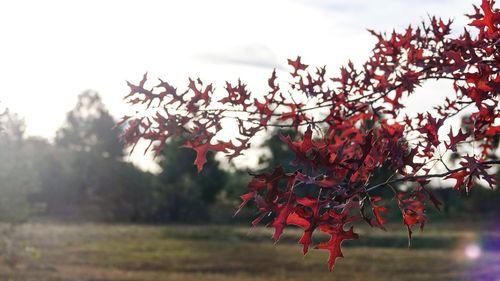 Close-up of autumn tree against sky