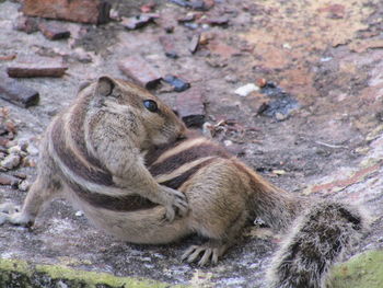 Close-up of squirrel on rock