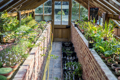 Potted plants in shed