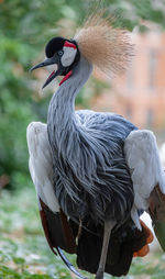 Balearic crane with open beak