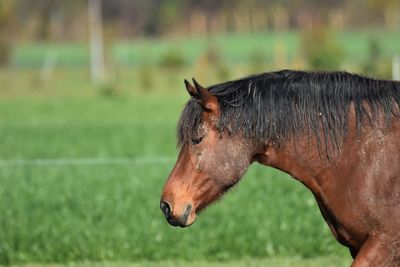 Side view of horse on field