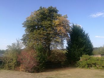 Trees on field against sky