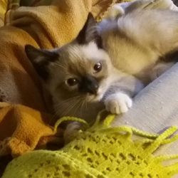 Close-up of cat lying on bed