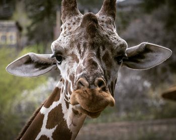 Close-up portrait of giraffe