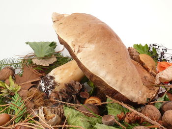 Close-up of mushroom