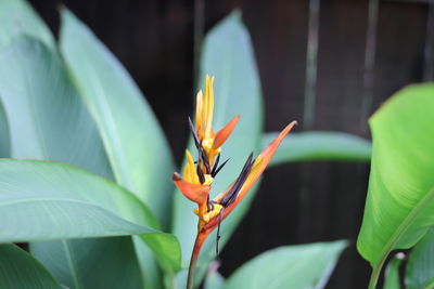 Close-up of orange flowering plant