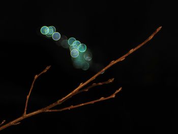 Close-up of lamp over black background