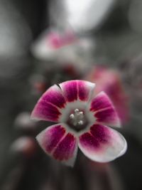 Close-up of pink flower blooming outdoors