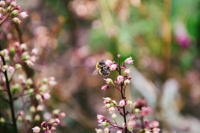 Close-up of honey bee on flower