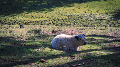 Sheep on field