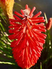 Close-up of red flower blooming outdoors