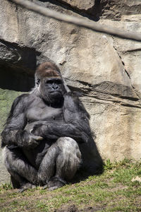 Close-up of monkey sitting outdoors