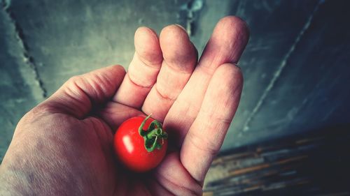 Close-up of hand holding cherry tomato