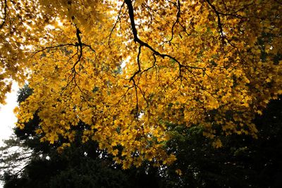 Low angle view of trees in forest