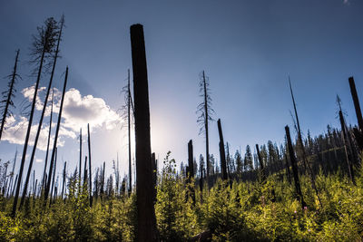 Low angle view of trees on land against sky