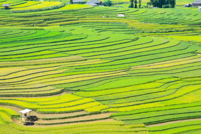 Full frame shot of rice paddy