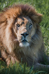 Close-up portrait of lion resting on grass