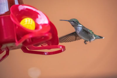 Close-up of a hummingbird drinking at a feeder