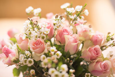 Close-up of pink rose