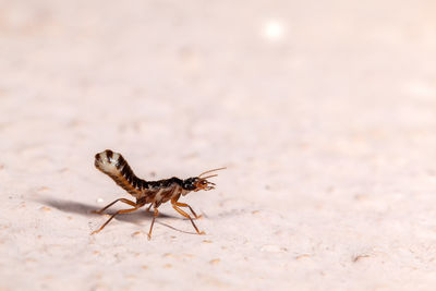 Close-up of grasshopper on land