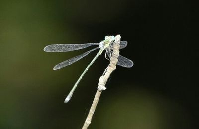 Close-up of insect on flower