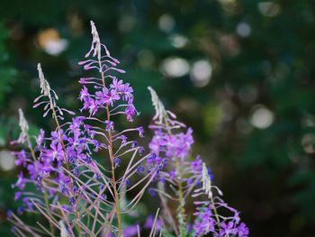 Close-up of purple flowers blooming