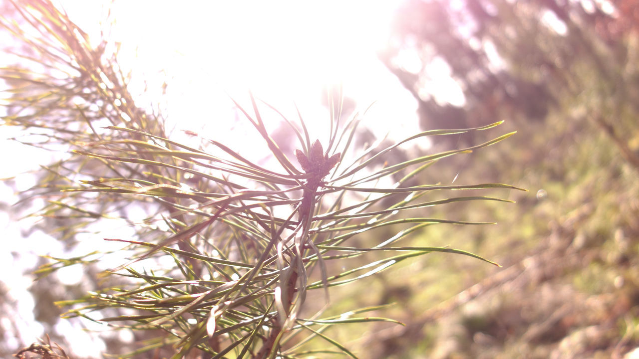 CLOSE-UP OF STALKS AGAINST SKY