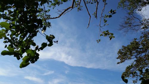 Low angle view of trees against blue sky