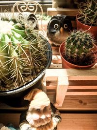 Cactus growing on a wall