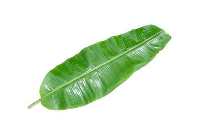 Close-up of green leaf against white background