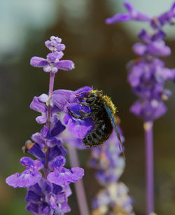 Close-up of bee pollinating on purple flower