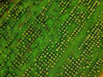 Full frame shot of fresh plants against water