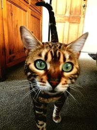 Close-up portrait of cat