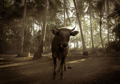 Cow standing in a forest