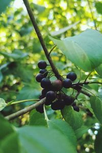 Close-up of berries growing on tree