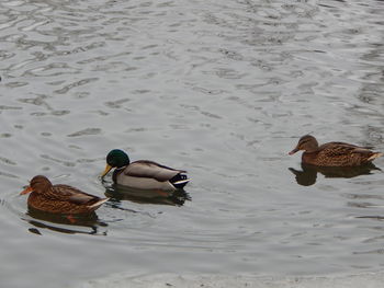 Ducks swimming in lake