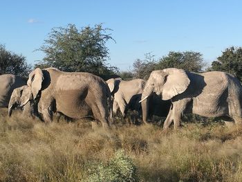 Elephant on field against clear sky