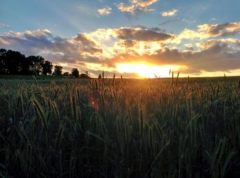 Scenic view of field against sky at sunset