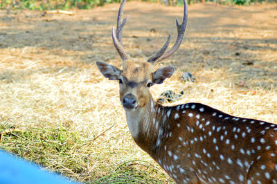 Spotted deer in an enclosure at a zoo photo